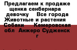 Предлагаем к продаже щенка сенбернара - девочку. - Все города Животные и растения » Собаки   . Кемеровская обл.,Анжеро-Судженск г.